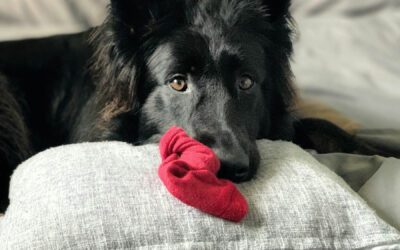 4 Super Easy DIY Dog Toys