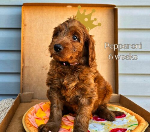 Big Rock Labradoodles Pizza Toppings Litter at six weeks old. This is Pepperoni, a female