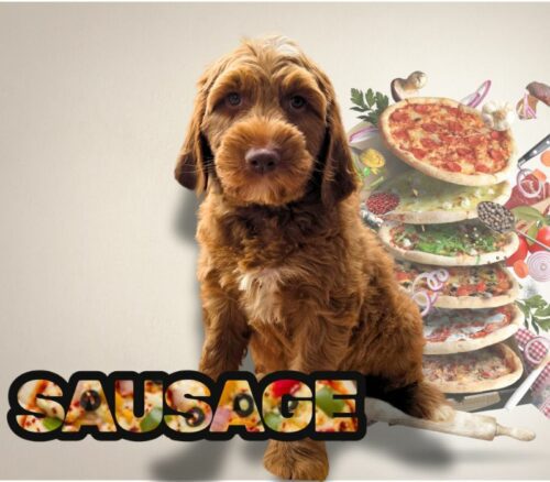 Big Rock Labradoodles Pizza Litter at 8 weeks - Sausage