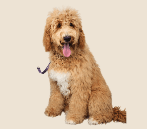 7 month old gold Australian Labradoodle.