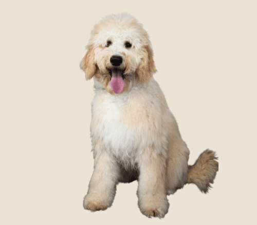 Cream coloured Australian Labradoodle at 7 months of age.