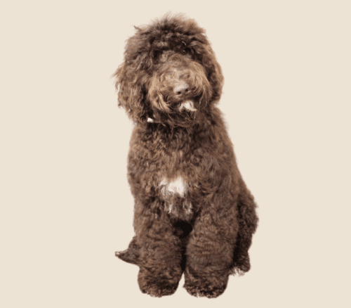 7 month old chocolate Australian Labradoodle.