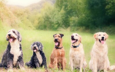 How Dogs Talk- Body Language and Beyond