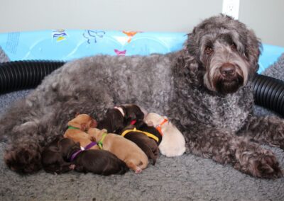 Big Rock Labradoodles Skylanders Litter
