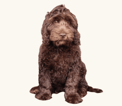 3 month old chocolate Australian Labradoodle.