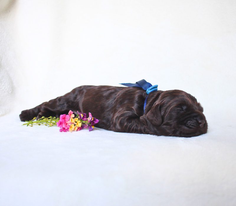 Chocolate Australian Labradoodle at 1 week old.