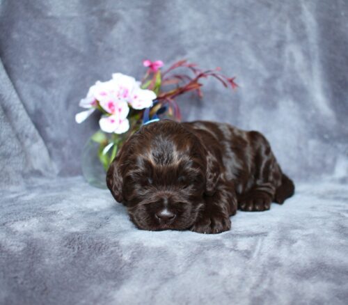 Chocolate Australian Labradoodle at 2 weeks old.