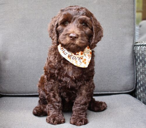 7 week old chocolate Australian Labradoodle with a fall themed bandana on.