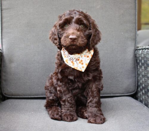 7 week old chocolate Australian Labradoodle with a fall themed bandana on.