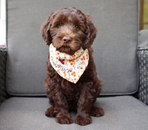 7 week old chocolate Australian Labradoodle with a fall themed bandana on.