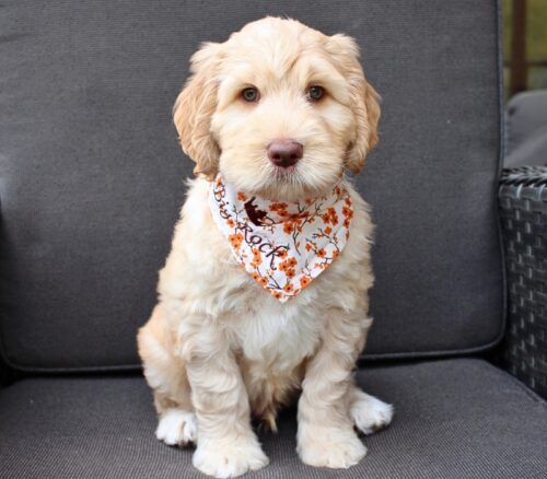 7 week old caramel Australian Labradoodle with a fall themed bandana on.