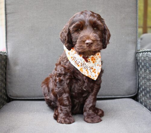 7 week old chocolate Australian Labradoodle with a fall themed bandana.