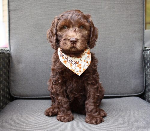 7 week old chocolate Australian Labradoodle with a fall themed bandana on.