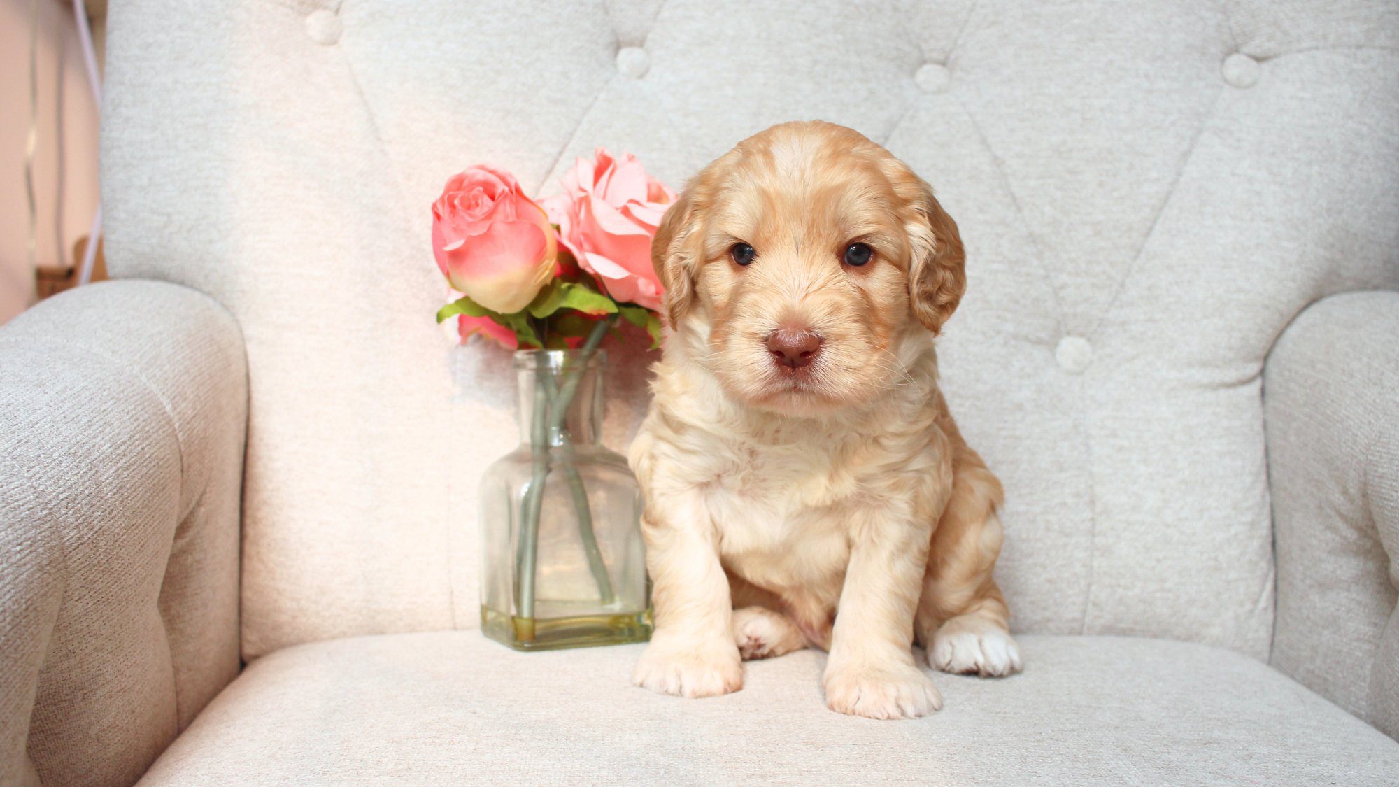 4 week old caramel Australian Labradoodle sitting beside pink flowers.