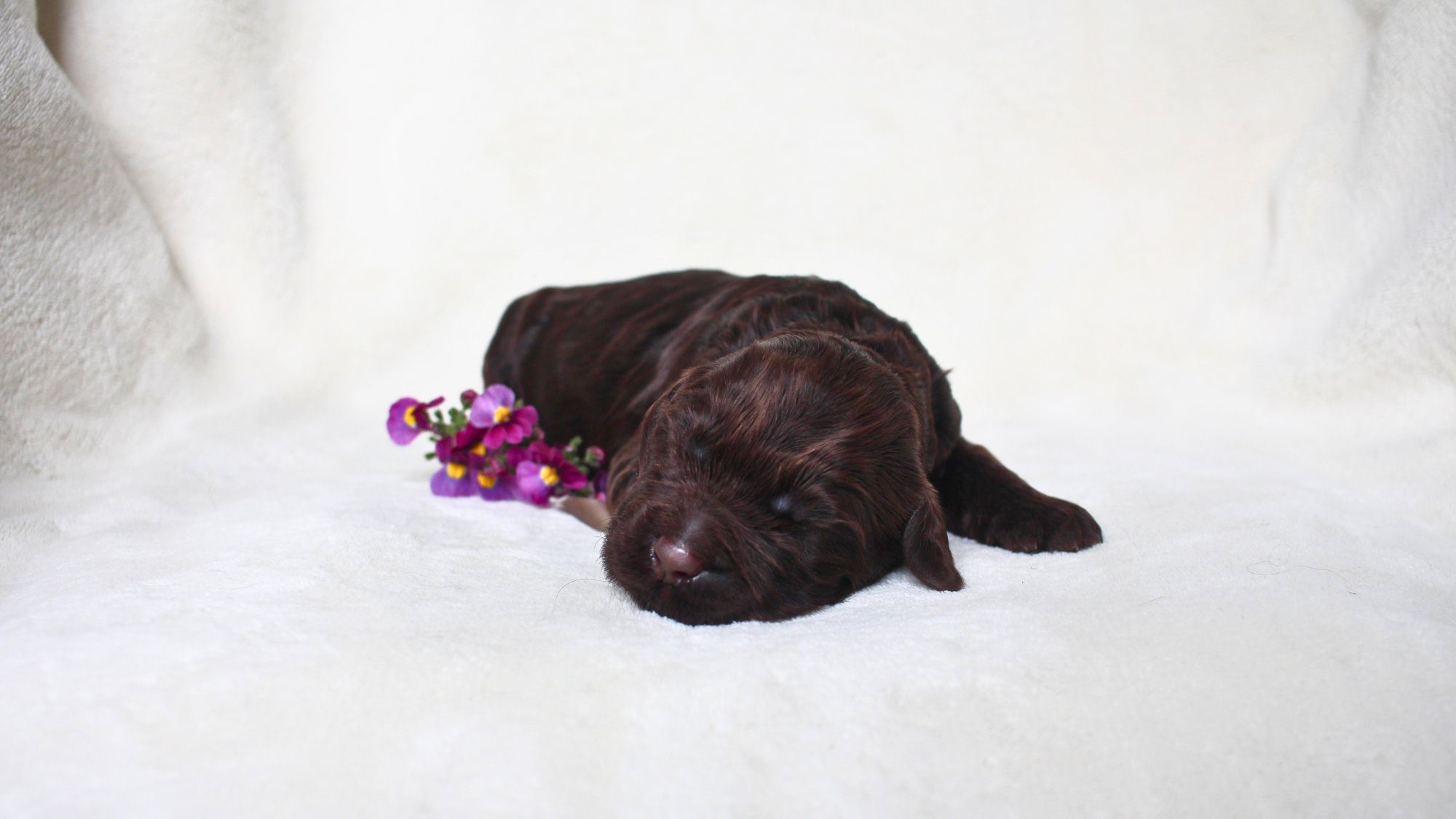 1 week old chocolate Australian Labradoodle puppy.