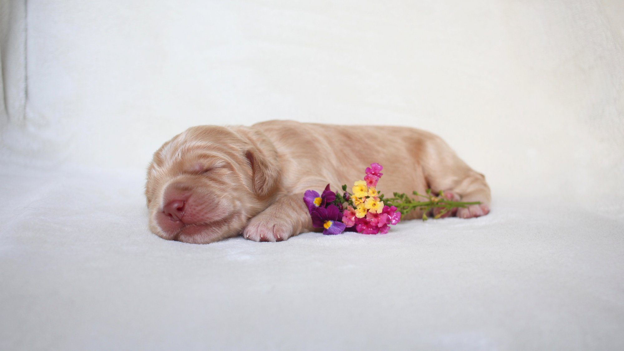 1 week old caramel Australian Labradoodle puppy.