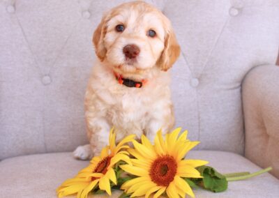 Whimsical Wildflowers Guardian Pup
