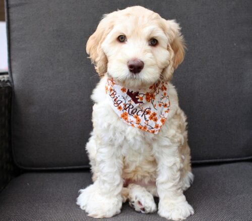 7 week old caramel Australian Labradoodle with a fall themed bandana on.