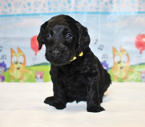 4 week old Australian Labradoodle puppy.