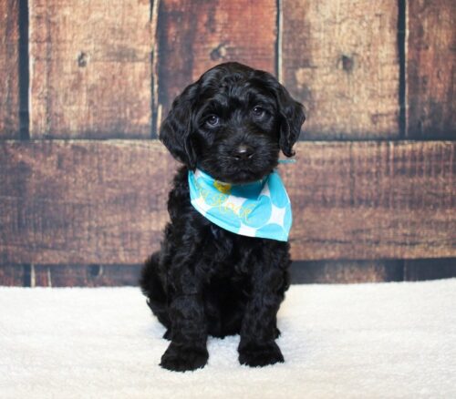 6 week old black Australian Labradoodle puppy.