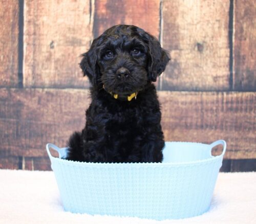 7 week old Australian Labradoodle in a blue basket.