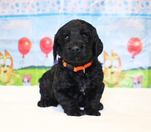 4 week old Australian Labradoodle puppy.