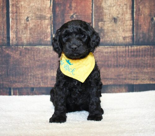 6 week old black Australian Labradoodle puppy.