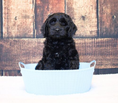 7 week old Australian Labradoodle in a blue basket.