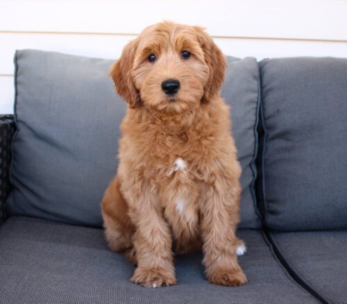 13 week old apricot Australian Labradoodle.