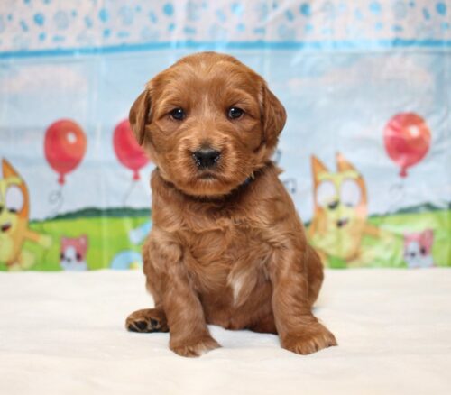 4 week old Australian Labradoodle puppy.