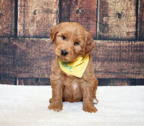 6 week old red Australian Labradoodle puppy.