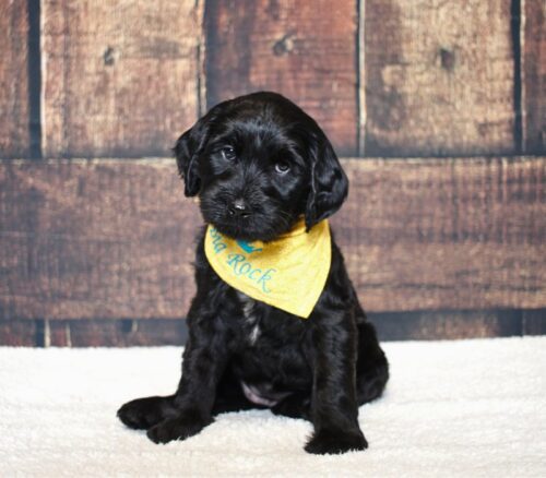 6 week old black Australian Labradoodle puppy.