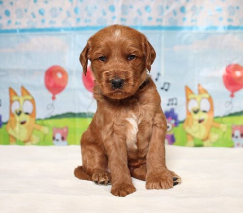 4 week old Australian Labradoodle puppy.