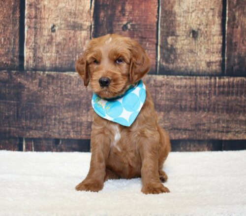 6 week old red Australian Labradoodle puppy.