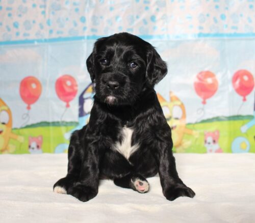 4 week old Australian Labradoodle puppy.