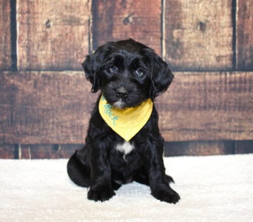6 week old black Australian Labradoodle puppy.