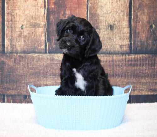 7 week old Australian Labradoodle in a blue basket.