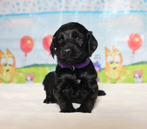 4 week old Australian Labradoodle puppy.