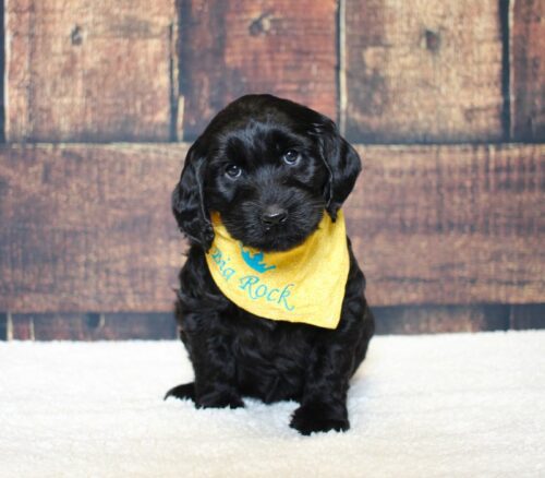 6 week old black Australian Labradoodle puppy.