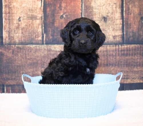 7 week old Australian Labradoodle in a blue basket.