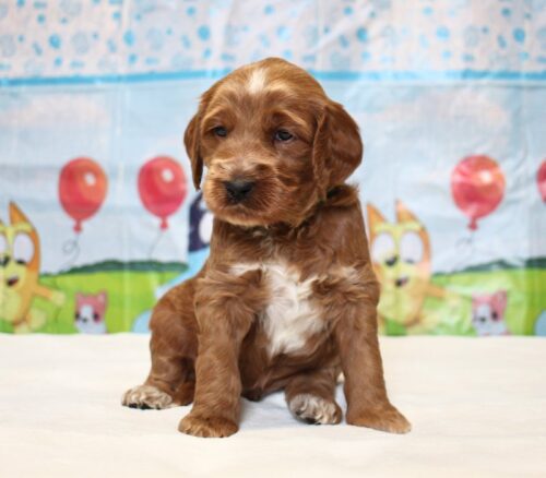 4 week old Australian Labradoodle puppy.