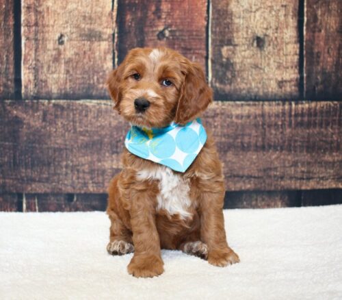 6 week old red Australian Labradoodle puppy.