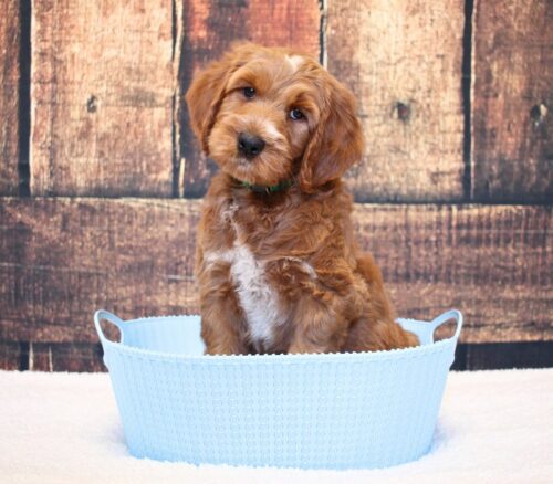 7 week old Australian Labradoodle in a blue basket.
