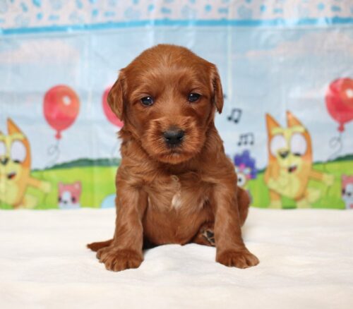 4 week old Australian Labradoodle puppy.