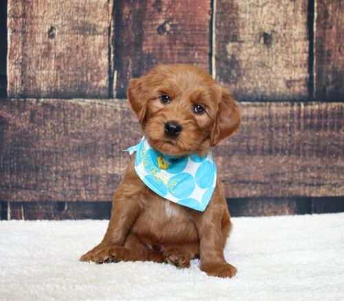 6 week old red Australian Labradoodle puppy.