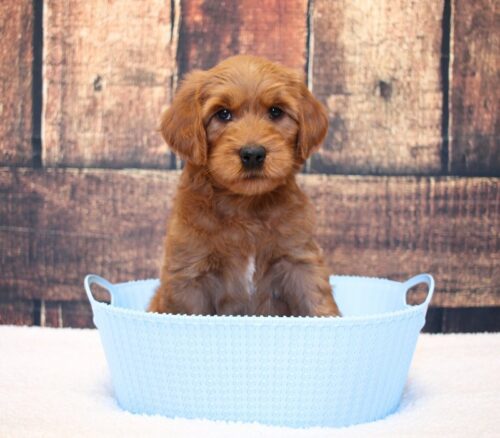 7 week old Australian Labradoodle in a blue basket.