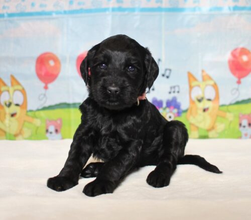 4 week old Australian Labradoodle puppy.