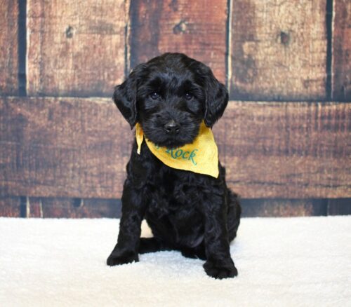 6 week old black Australian Labradoodle puppy.
