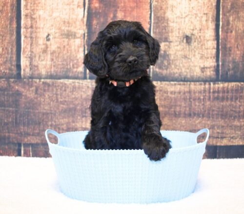 7 week old Australian Labradoodle in a blue basket.