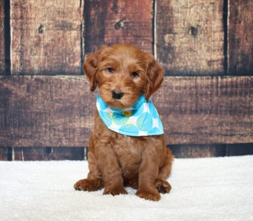 6 week old red Australian Labradoodle puppy.